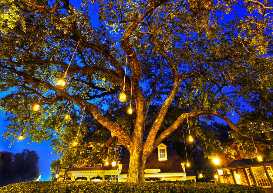 Liberty Square fun facts liberty tree