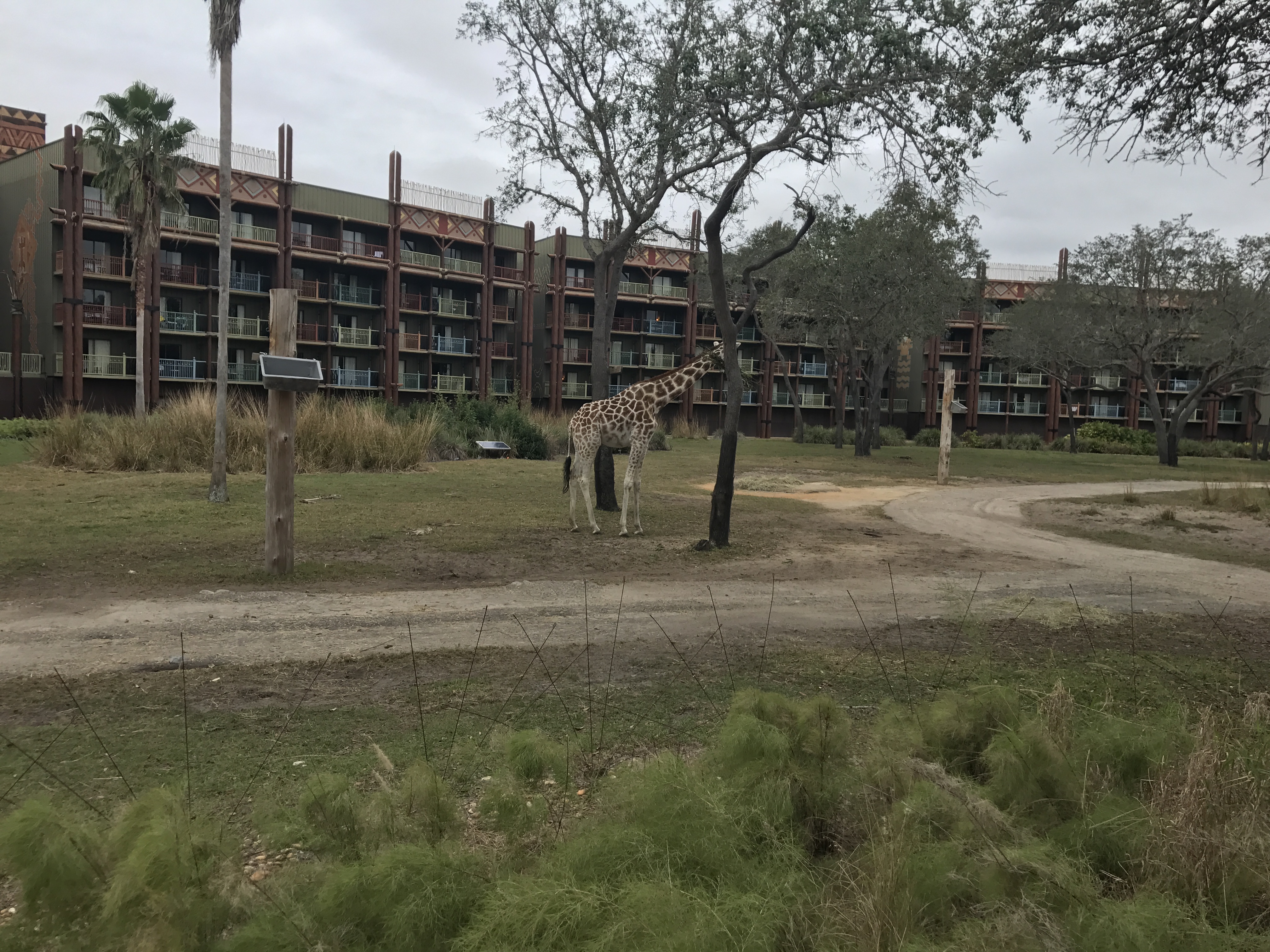 Animal Kingdom Lodge