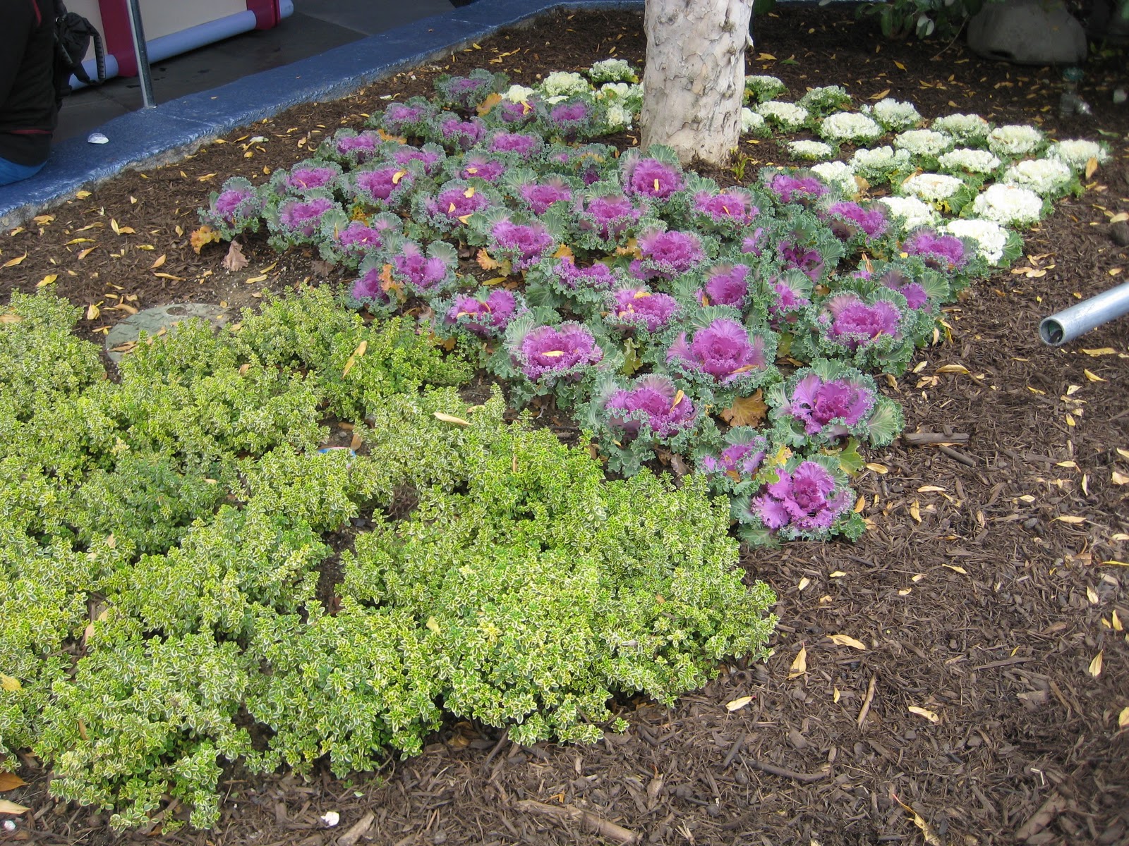 Edible Plants Tomorowland