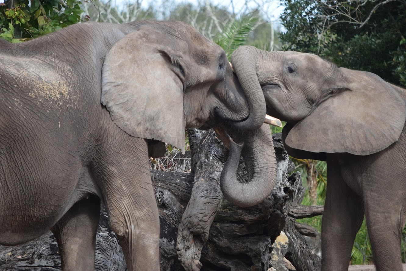 Featured image for “Tips for the Best Photography on Kiliminjaro Safari”